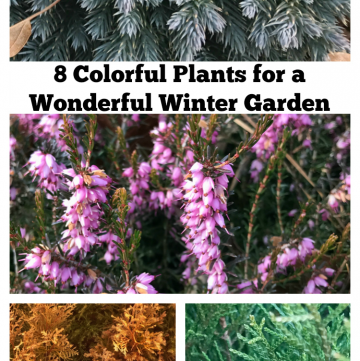 Colorful Plants for a Wonderful Winter Garden