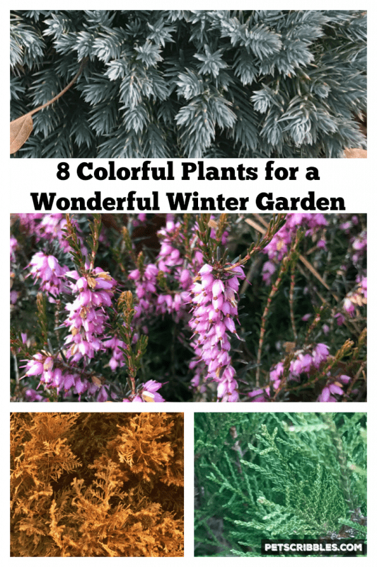 Colorful Plants for a Wonderful Winter Garden