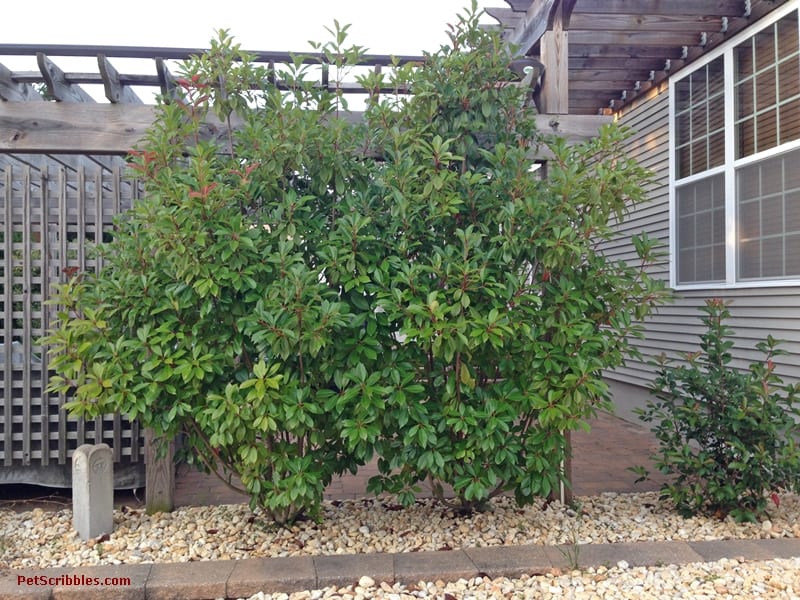 Red Tip Photinia is one of my favorite evergreens!