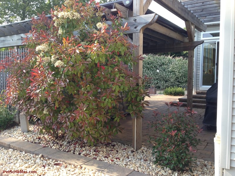 Red Tip Photinia is one of my favorite evergreens!