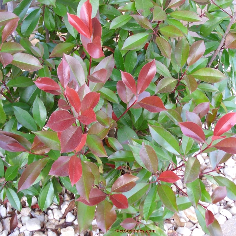 Red Tip Photinia is one of my favorite evergreens!