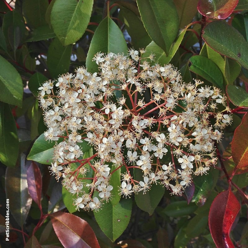 Red Tip Photinia is one of my favorite evergreens!