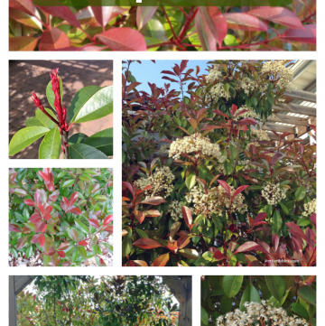 Red Tip Photinia is one of my favorite evergreens!