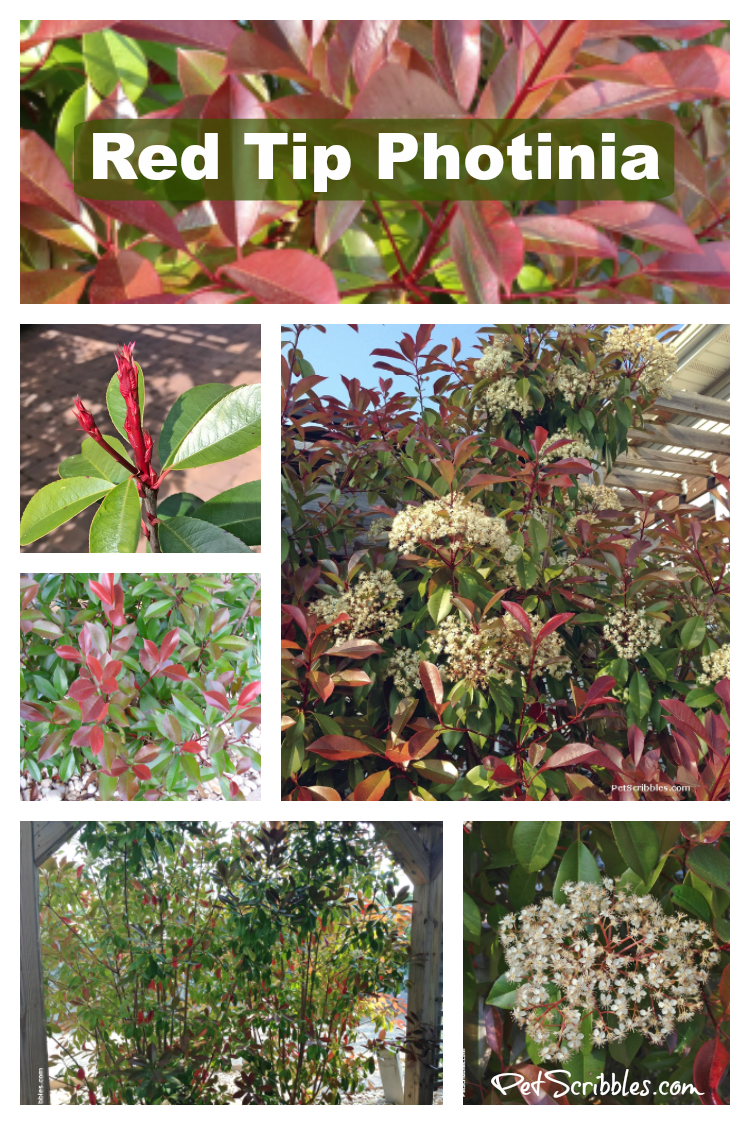 Red Tip Photinia is one of my favorite evergreens!