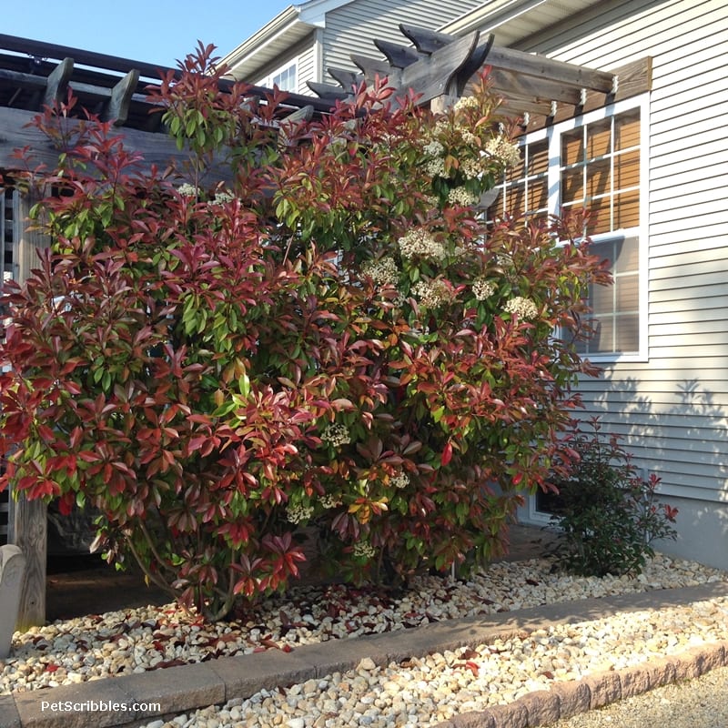 Red Tip Photinia is one of my favorite evergreens!