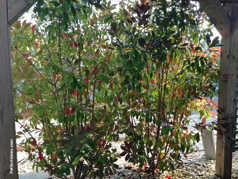 Red Tip Photinia is one of my favorite evergreens!