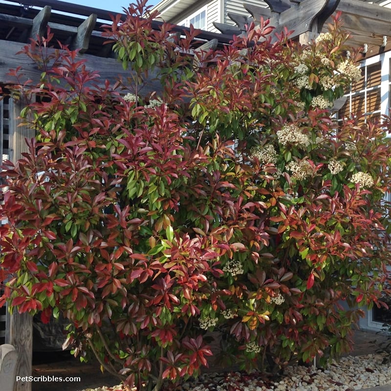 Red Tip Photinia is one of my favorite evergreens!