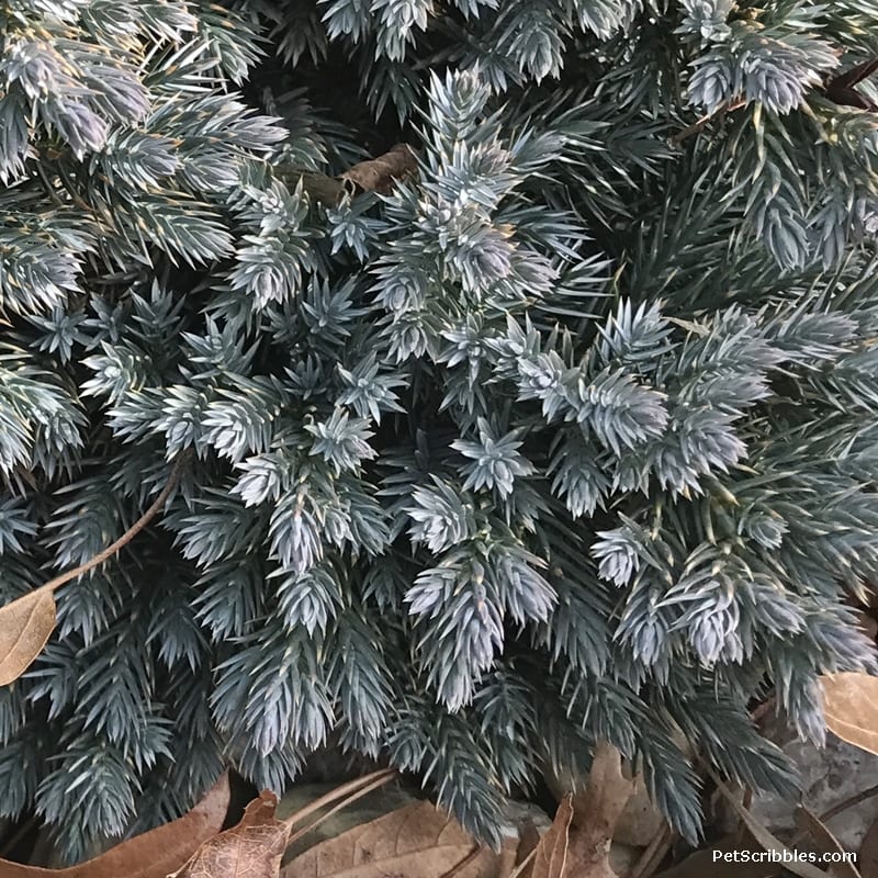 blue star juniper