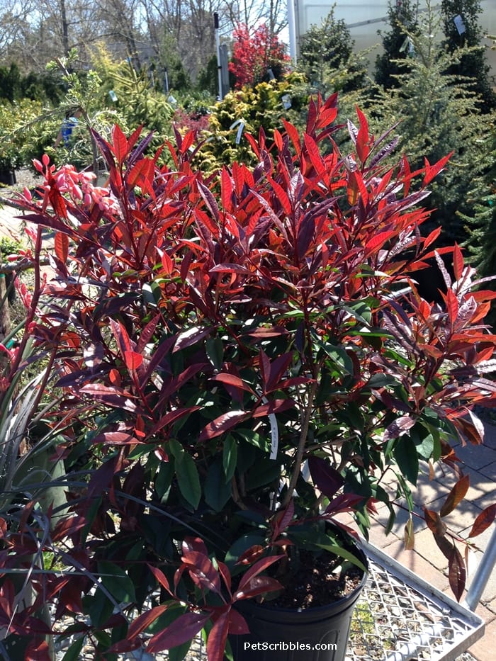 Red Tip Photinia is one of my favorite evergreens!