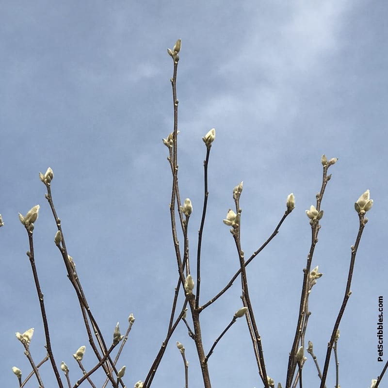 close-up of magnolia jane catkins