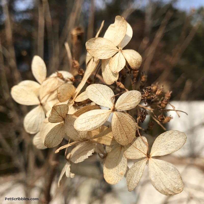 dried hydrangea blossoms in Winter