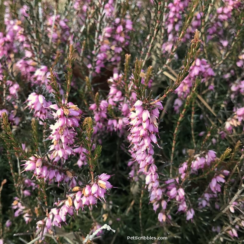 heather plant in full bloom