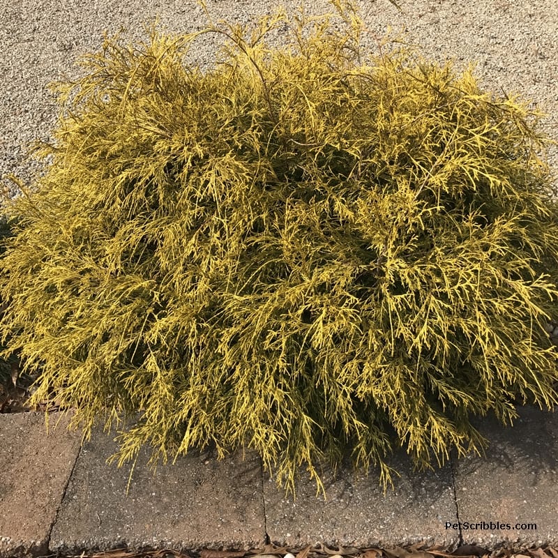 king's gold cypress shrub