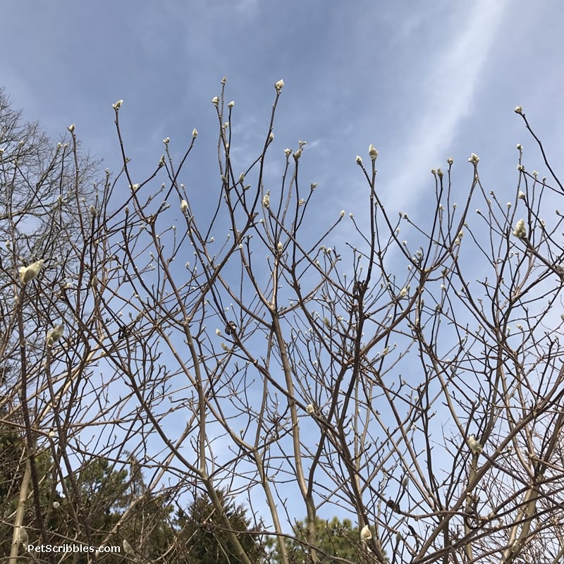 magnolia jane catkins in Winter