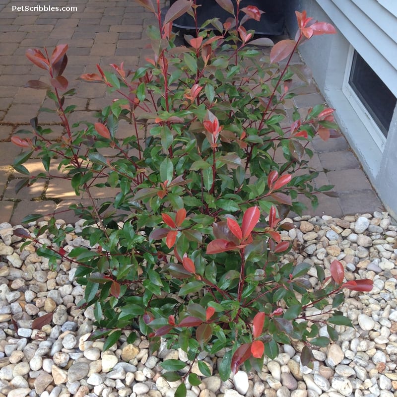 Red Tip Photinia is one of my favorite evergreens!