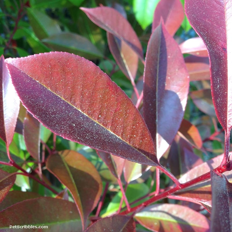 Red Tip Photinia is one of my favorite evergreens!