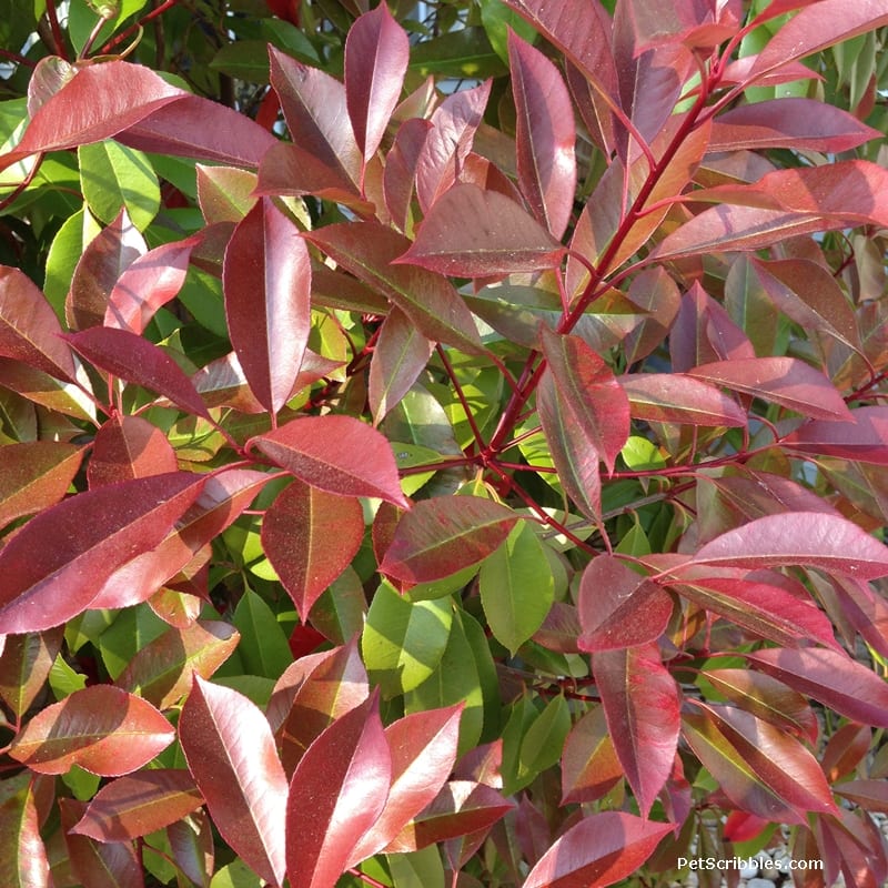 Red Tip Photinia is one of my favorite evergreens!