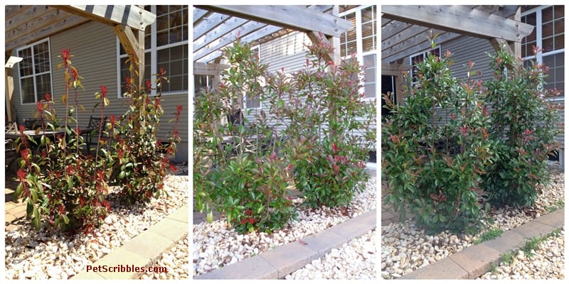 Red Tip Photinia is one of my favorite evergreens!