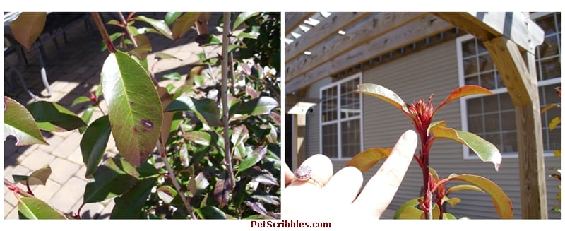 Red Tip Photinia is one of my favorite evergreens!