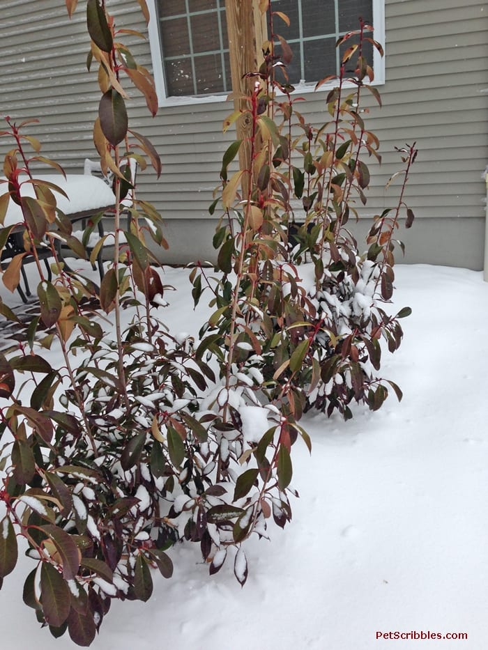 Red Tip Photinia is one of my favorite evergreens!