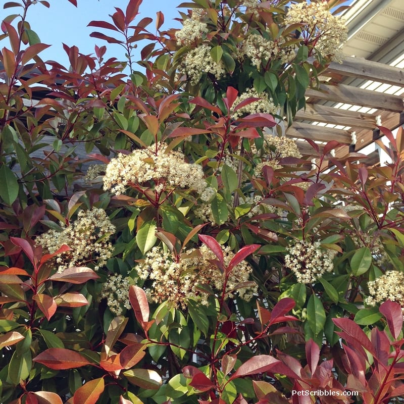 Red Tip Photinia is one of my favorite evergreens!