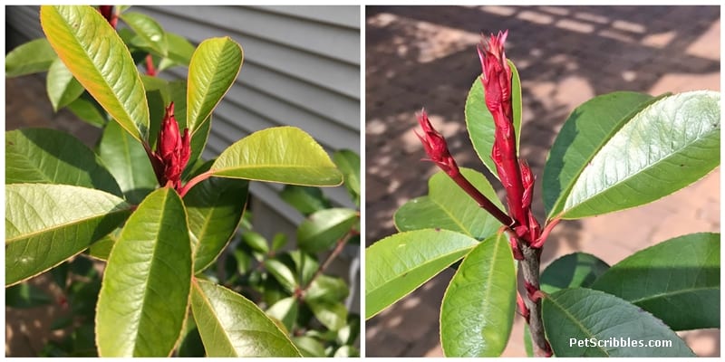 Red Tip Photinia is one of my favorite evergreens!