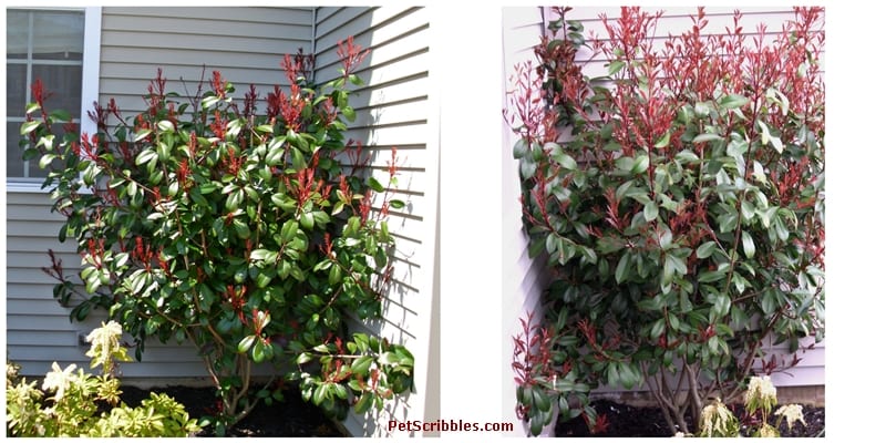 Red Tip Photinia is one of my favorite evergreens!