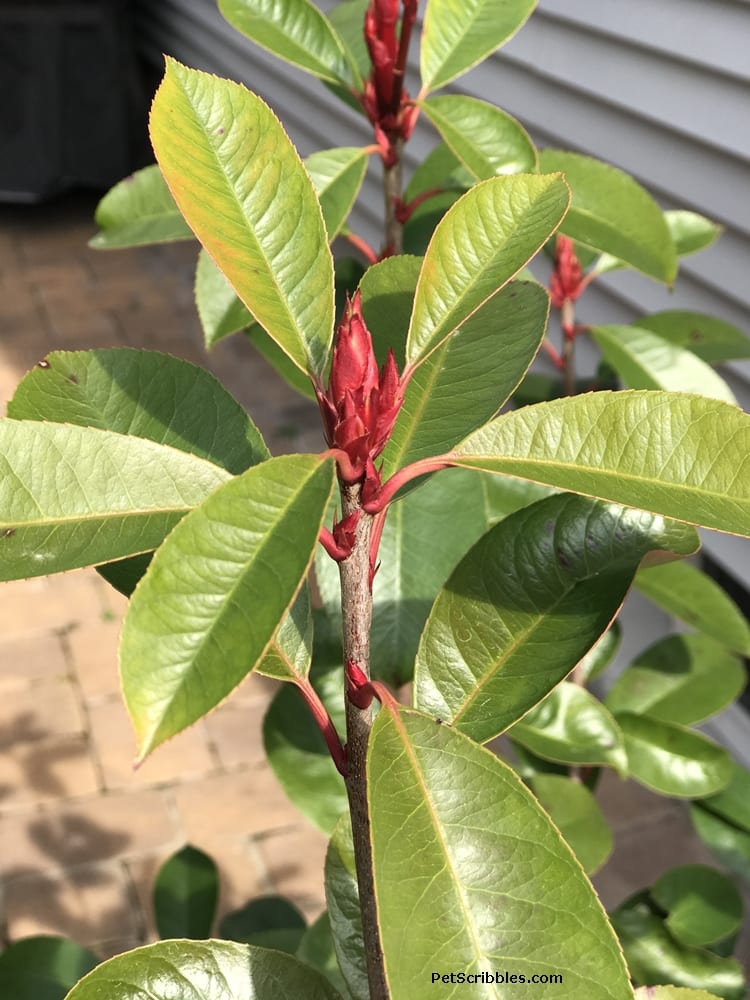 red tipped photinia