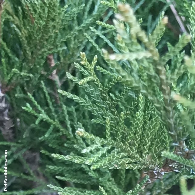 shore juniper