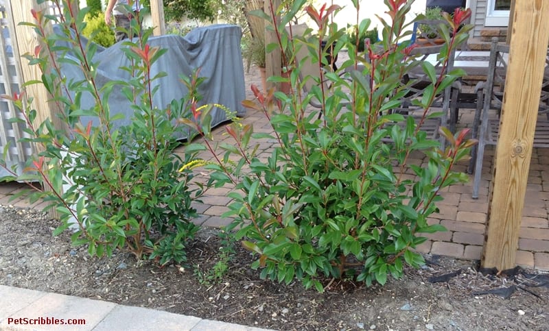 Red Tip Photinia is one of my favorite evergreens!