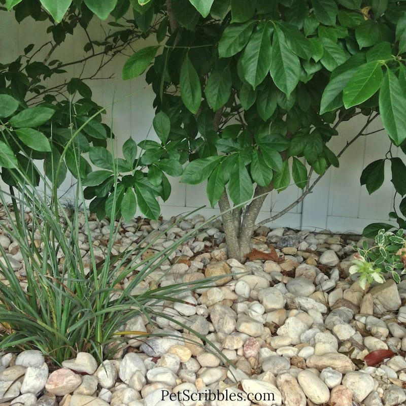 Magnolia Jane in the Summer! Once the Spring blooms are gone, what does it look like?