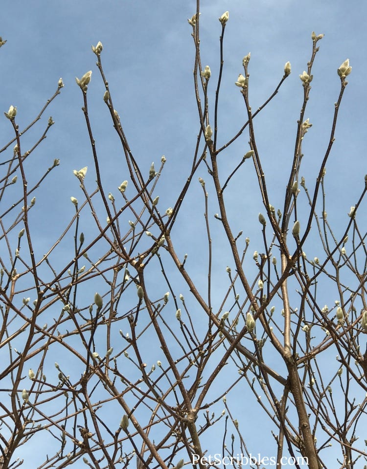 Magnolia Jane in the Summer! Once the Spring blooms are gone, what does it look like?