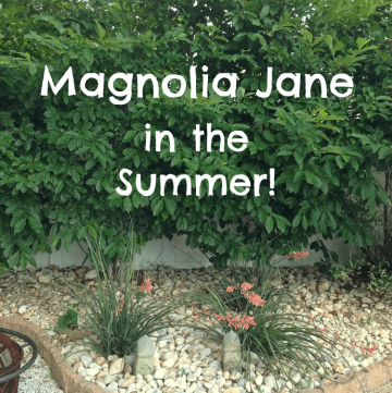 Magnolia Jane in the Summer! Once the Spring blooms are gone, what does it look like?