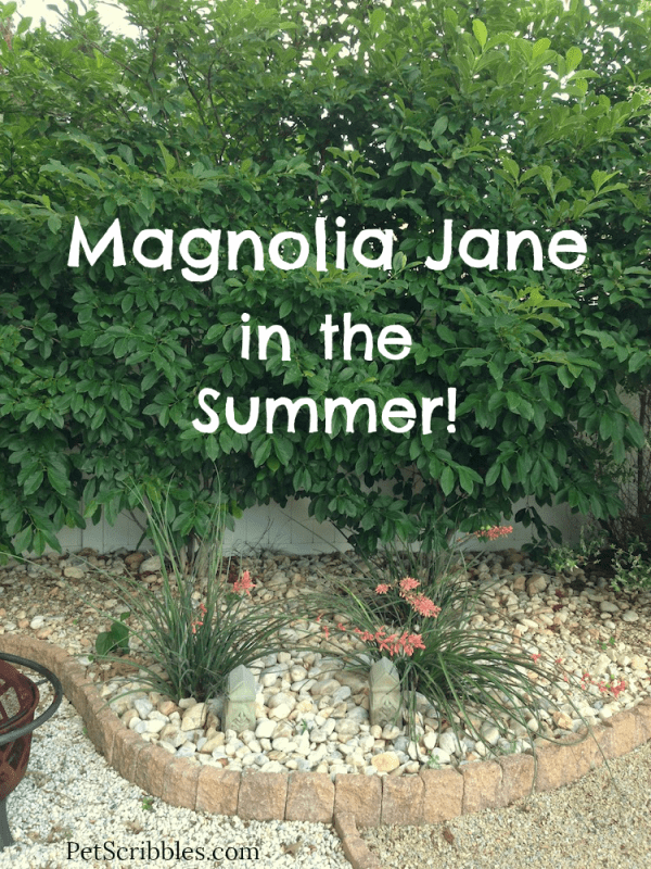 Magnolia Jane in the Summer! Once the Spring blooms are gone, what does it look like?