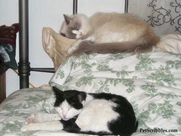 Lulu and Aliza cats sleeping the day away!