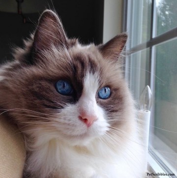 Lulu our Ragdoll girl has the bluest eyes!