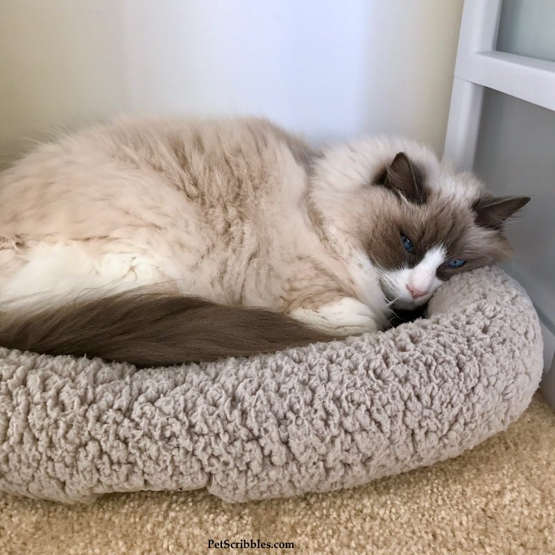 Lulu our Ragdoll cat, in one of her favorite beds!