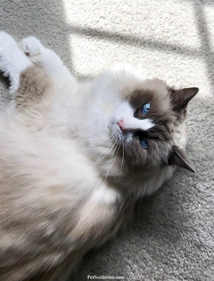 Our 17-year-old Ragdoll girl Lulu is one tough cookie.