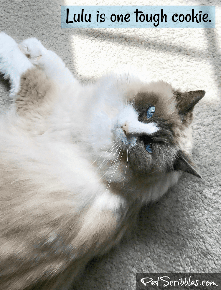 Lulu -- our 17-year-old Ragdoll girl -- is one tough cookie.