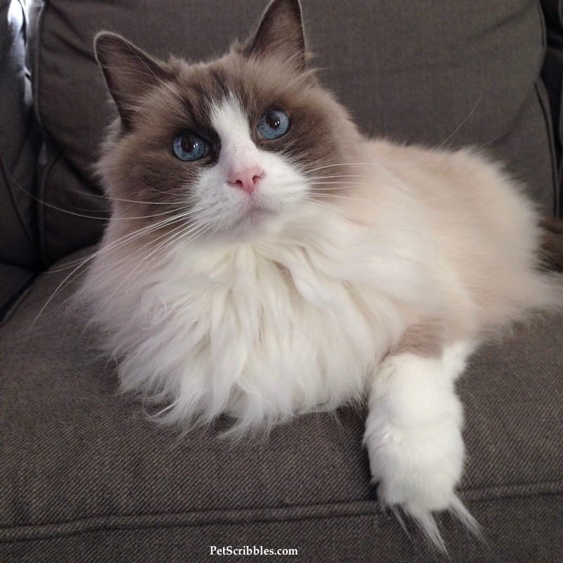 Lulu is our 17-year-old Ragdoll cat!