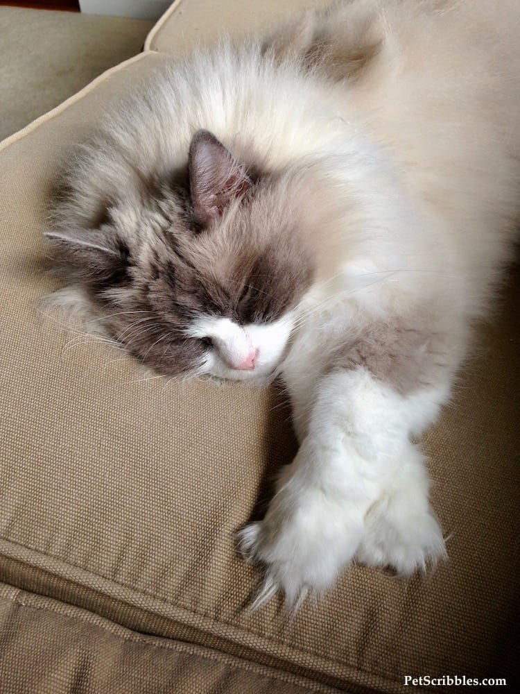 Lulu stretched out on the couch