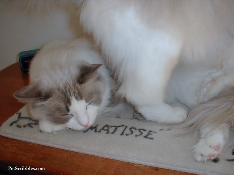 Lulu walking over her big brother while he tried to sleep!