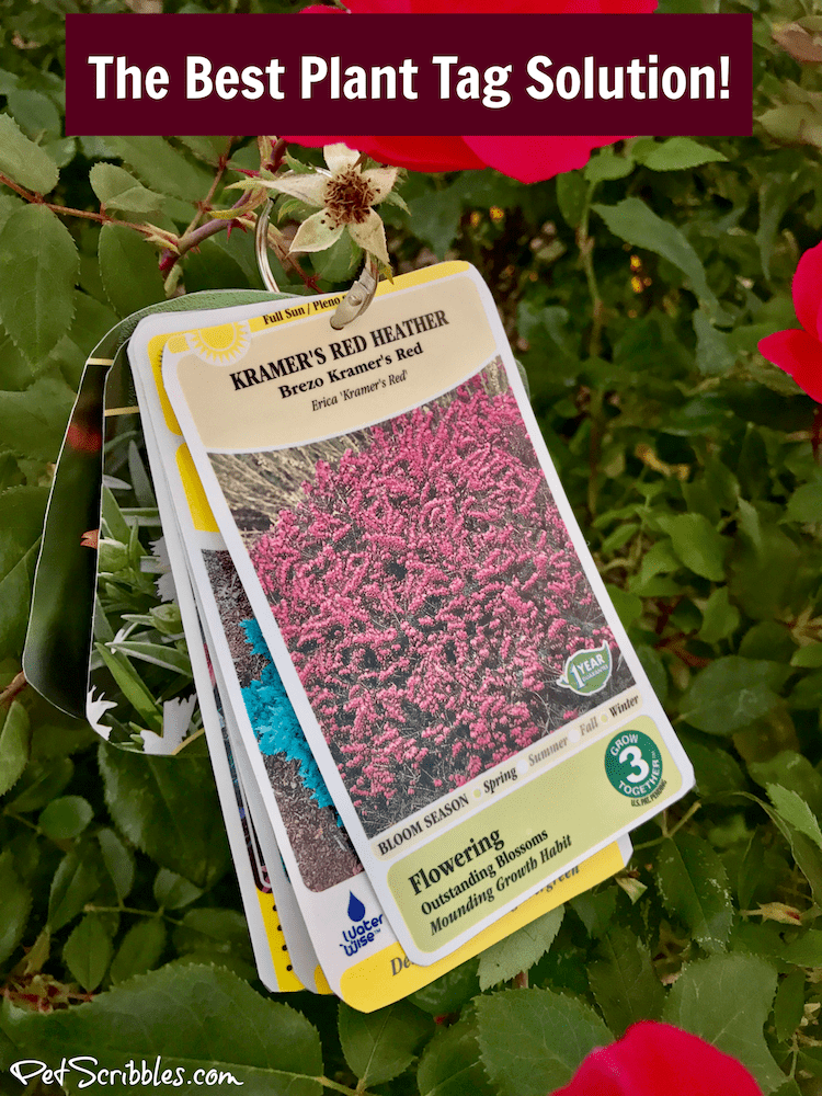 The best plant tag solution to keep your tags easily available when you need them! As a gardener I love this!