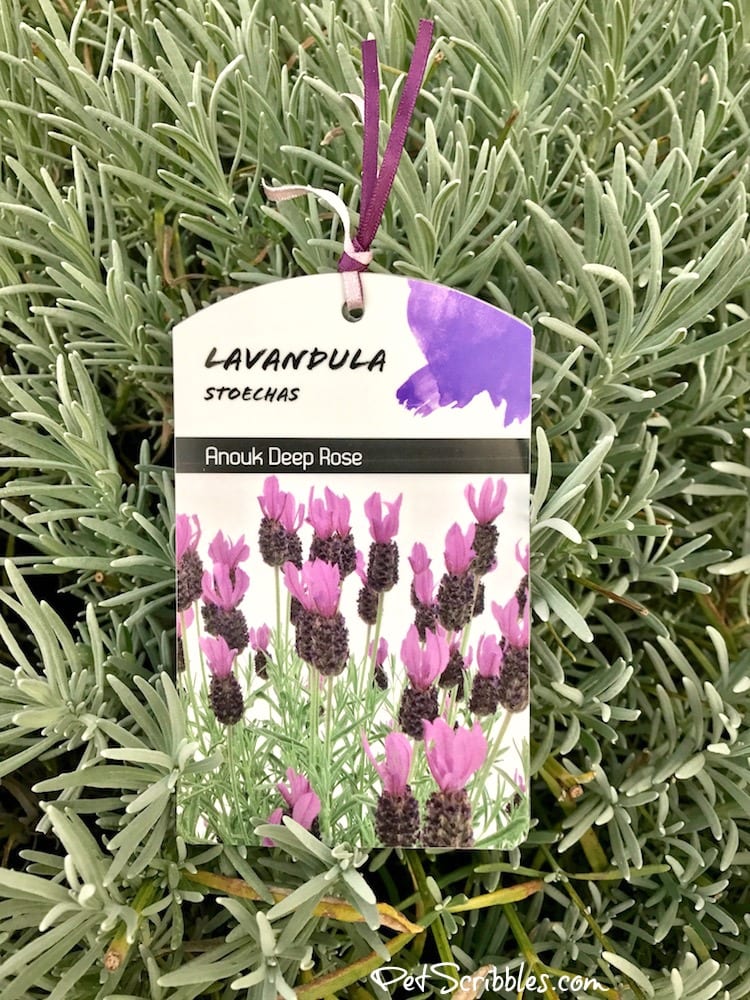 The best plant tag solution to keep your tags easily available when you need them! As a gardener I love this!