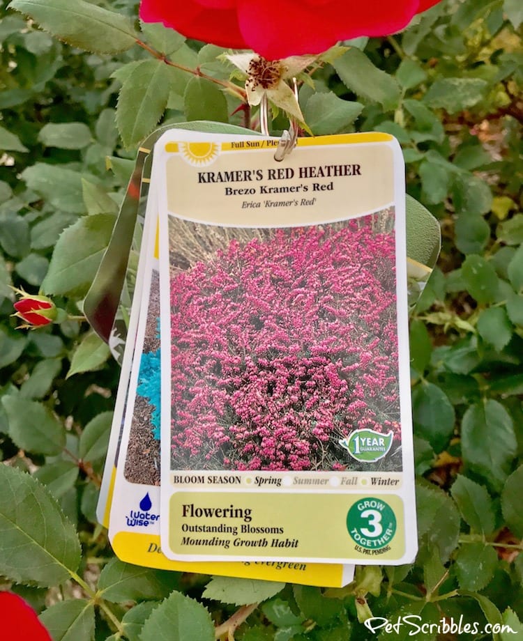 The best plant tag solution to keep your tags easily available when you need them! As a gardener I love this!