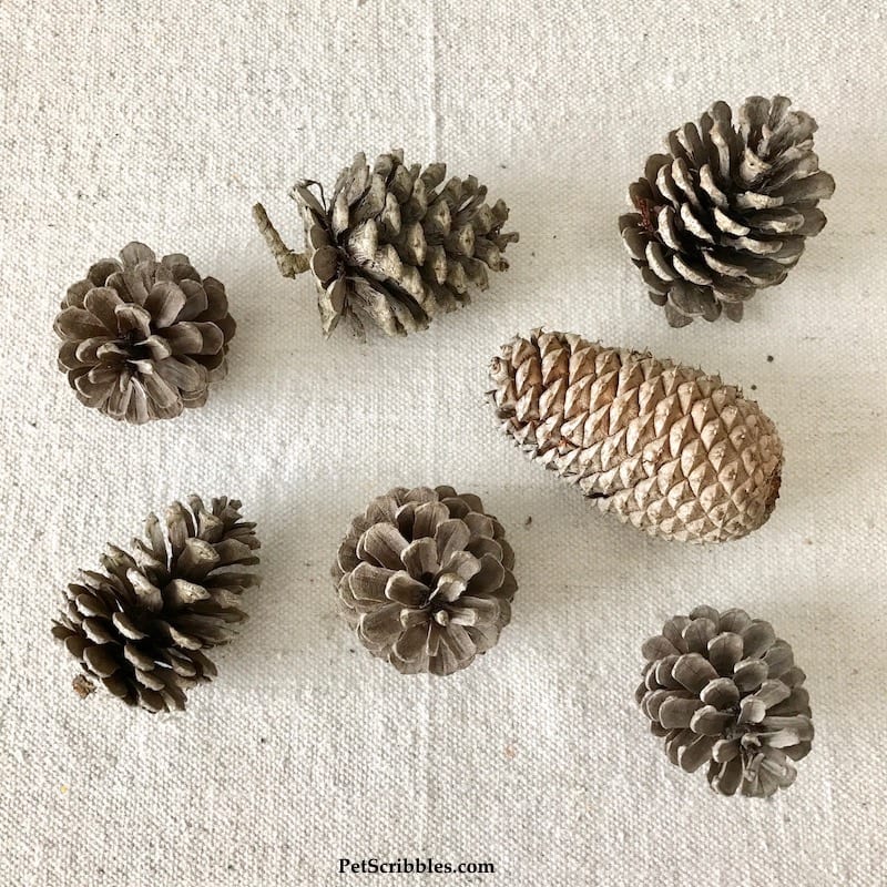 real pinecones of different shapes and sizes on a canvas cloth