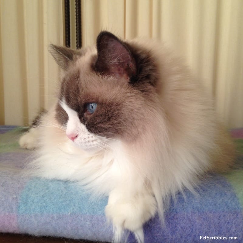 Lulu, our pretty blue bi-color ragdoll girl!