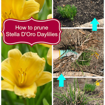 How to Prune Stella D'Oro Daylilies