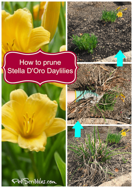 How to Prune Stella D'Oro Daylilies