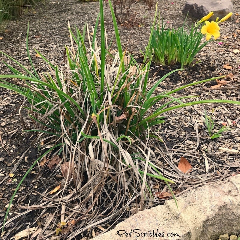 daylilies that need to be pruned